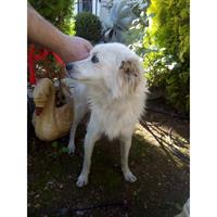 Δίνεται για υιοθεσία - χαρίζεται ημίαιμος σκυλάκος Spitz - Σπιτζ 