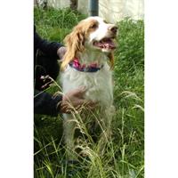 Δίνεται για υιοθεσία - χαρίζεται σκυλάκος Epagneul Breton - Έπανιέλ Μπρετόν