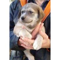 Δίνεται για υιοθεσία - χαρίζεται ημίαιμη σκυλίτσα Caucasian - Ποιμενικός Καυκάσου