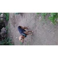 Δίνεται για υιοθεσία - χαρίζεται ημίαιμη σκυλίτσα Bruno Jura Hound - Γιούρα Μπρούνο