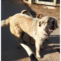 Δίνεται για υιοθεσία - χαρίζεται σκυλίτσα Caucasian - Ποιμενικός Καυκάσου