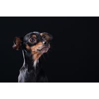 Δίνεται για υιοθεσία - χαρίζεται ημίαιμη σκυλίτσα Pinscher - Πίνσερ