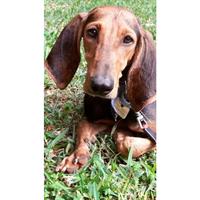 Δίνεται για υιοθεσία - χαρίζεται σκυλίτσα Segugio - Σεγκούτσι