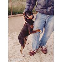 Δίνεται για υιοθεσία - χαρίζεται ημίαιμος σκυλάκος Pinscher - Πίνσερ