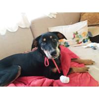 Δίνεται για υιοθεσία - χαρίζεται ημίαιμος σκυλάκος Pinscher - Πίνσερ