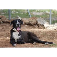 Δίνεται για υιοθεσία - χαρίζεται ημίαιμος σκυλάκος Great Dane - Μεγάλος Δανός