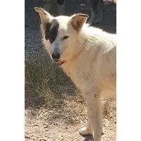 Δίνεται για υιοθεσία - χαρίζεται ημίαιμη σκυλίτσα Canadian White Shepherd Dog - Καναδέζικο Λυκόσκυλο