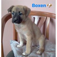 Δίνεται για υιοθεσία - χαρίζεται ημίαιμος σκυλάκος Kangal - Κάνγκαλ