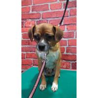 Δίνεται για υιοθεσία - χαρίζεται ημίαιμος σκυλάκος Pekingese - Πεκινουά