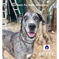 Δίνεται για υιοθεσία - χαρίζεται ημίαιμη σκυλίτσα Great Dane - Μεγάλος Δανός