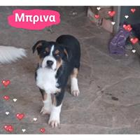 Δίνεται για υιοθεσία - χαρίζεται ημίαιμη σκυλίτσα Bernese Mountain Dog - Ορεινός σκύλος Βέρνης