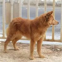 Δίνεται για υιοθεσία - χαρίζεται ημίαιμη σκυλίτσα Akita Inu - Ακίτα