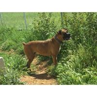 Δίνεται για υιοθεσία - χαρίζεται σκυλίτσα Boxer - Μπόξερ 