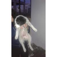 Δίνεται για υιοθεσία - χαρίζεται ημίαιμη σκυλίτσα Caucasian - Ποιμενικός Καυκάσου