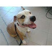 Δίνεται για υιοθεσία - χαρίζεται σκυλάκος American Staffordshire Terrier - Τεριέ