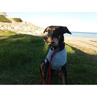 Δίνεται για υιοθεσία - χαρίζεται ημίαιμος σκυλάκος Pinscher - Πίνσερ