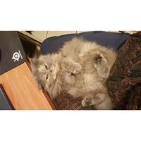 Δίνεται για υιοθεσία - χαρίζεται γάτα Persian - Περσική