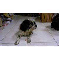 Δίνεται για υιοθεσία - χαρίζεται ημίαιμος σκυλάκος Bleu de Gascogne - Μπλέ γασκώνης