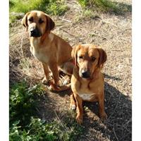 Δίνεται για υιοθεσία - χαρίζεται ημίαιμη σκυλίτσα Boxer - Μπόξερ 