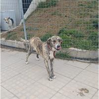 Δίνεται για υιοθεσία - χαρίζεται ημίαιμος σκυλάκος Bandog - Μπαντόγκ