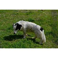 Δίνεται για υιοθεσία - χαρίζεται ημίαιμη σκυλίτσα Basset Hound - Μπασέ Χάουντ