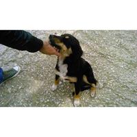 Δίνεται για υιοθεσία - χαρίζεται ημίαιμη σκυλίτσα Basset Hound - Μπασέ Χάουντ