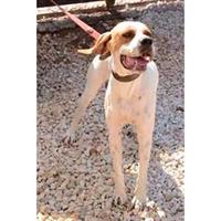 Δίνεται για υιοθεσία - χαρίζεται ημίαιμος σκυλάκος Pointer - Πόιντερ