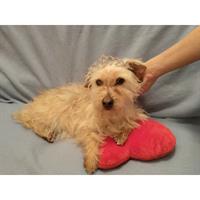 Δίνεται για υιοθεσία - χαρίζεται ημίαιμη σκυλίτσα Yorkshire Terrier - Γιορκσάιρ Τεριέ – Γιόρκι