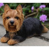 Δίνεται για υιοθεσία - χαρίζεται σκυλίτσα Yorkshire Terrier - Γιορκσάιρ Τεριέ – Γιόρκι