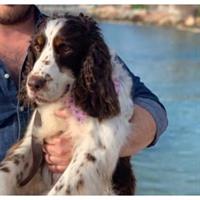 Δίνεται για υιοθεσία - χαρίζεται σκυλίτσα English Springer Spaniel - Σπρίνγκερ Σπάνιελ