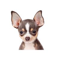 Δίνεται για υιοθεσία - χαρίζεται σκυλάκος Chihuahua - Τσιουάουα 