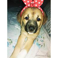 Δίνεται για υιοθεσία - χαρίζεται ημίαιμη σκυλίτσα Kangal - Κάνγκαλ