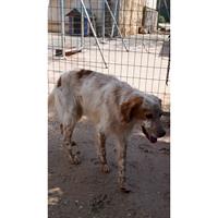 Δίνεται για υιοθεσία - χαρίζεται σκυλάκος English Springer Spaniel - Σπρίνγκερ Σπάνιελ