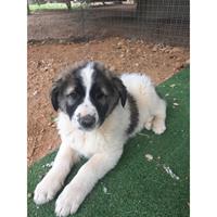 Δίνεται για υιοθεσία - χαρίζεται σκυλάκος Caucasian - Ποιμενικός Καυκάσου