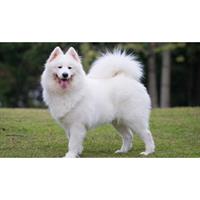 Δίνεται για υιοθεσία - χαρίζεται σκυλίτσα Samoyed - Σαμογιέντ