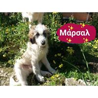 Δίνεται για υιοθεσία - χαρίζεται ημίαιμος σκυλάκος English Sheepdog - Αγγλικός Ποιμενικός