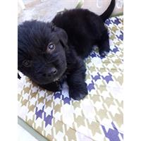 Δίνεται για υιοθεσία - χαρίζεται ημίαιμος σκυλάκος Coker Spaniel - Κόκερ Σπάνιελ