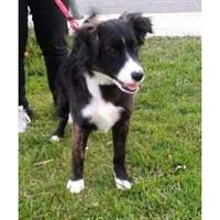 Δίνεται για υιοθεσία - χαρίζεται ημίαιμος σκυλάκος Collie - Κόλεϊ 