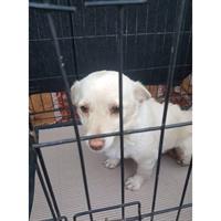 Δίνεται για υιοθεσία - χαρίζεται ημίαιμη σκυλίτσα Chihuahua - Τσιουάουα 