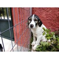 Δίνεται για υιοθεσία - χαρίζεται ημίαιμος σκυλάκος Artois Hound - Αρτουά