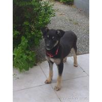 Δίνεται για υιοθεσία - χαρίζεται ημίαιμη σκυλίτσα Pinscher - Πίνσερ