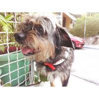 Δίνεται για υιοθεσία - χαρίζεται ημίαιμη σκυλίτσα Yorkshire Terrier - Γιορκσάιρ Τεριέ – Γιόρκι