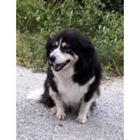 Δίνεται για υιοθεσία - χαρίζεται σκυλίτσα Collie - Κόλεϊ 