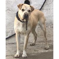 Δίνεται για υιοθεσία - χαρίζεται ημίαιμος σκυλάκος Sharpei - Σαρ Πέι