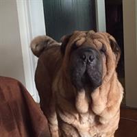 Δίνεται για υιοθεσία - χαρίζεται σκυλάκος Sharpei - Σαρ Πέι