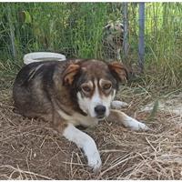 Δίνεται για υιοθεσία - χαρίζεται ημίαιμη σκυλίτσα Siberian Husky - Σιβηρικό Χάσκυ