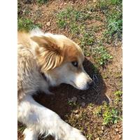 Δίνεται για υιοθεσία - χαρίζεται σκυλίτσα Spitz - Σπιτζ 