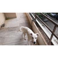 Δίνεται για υιοθεσία - χαρίζεται ημίαιμος σκυλάκος Dogo Argentino - Ντόγκο Αρτζεντίνο