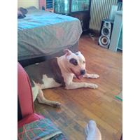 Δίνεται για υιοθεσία - χαρίζεται σκυλάκος American Staffordshire Terrier - Τεριέ