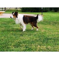 Δίνεται για υιοθεσία - χαρίζεται ημίαιμος σκυλάκος Collie - Κόλεϊ 